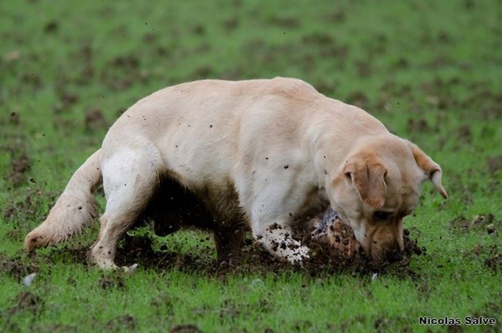 CH. TR. jangwani Mud lark