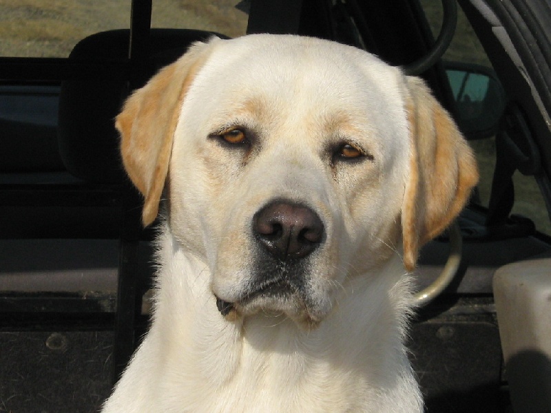 TR. CH. Ayka du vallon de la licorne